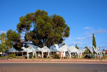 Tin Camels, Norseman, Western Australia