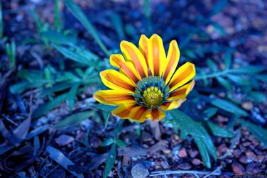 Wildflower, Norseman, Western Australia