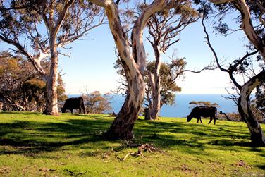 Cows grazing, Sappers Rd, Cape Jervis, South Australia