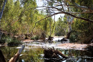 Wooramel River Crossing, Carnarvon-Mullewa Rd, Murchison, Western Australia