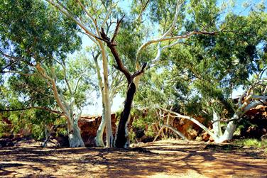 Bilung Pool, Carnarvon-Mullewa Rd, Gascoyne, Western Australia