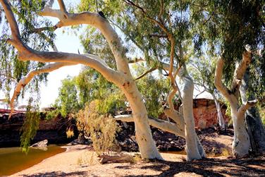 Bilung Pool, Carnarvon-Mullewa Rd, Gascoyne, Western Australia