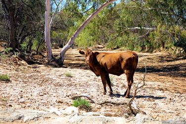 Cow on the Carnarvon-Mullewa Rd, Gascoyne, Western Australia