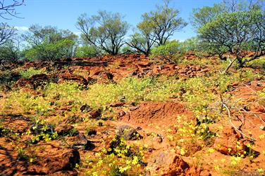 Hills east of the Ullawarra Rd, opposite Kennedy Range, Gascoyne, Western Australia
