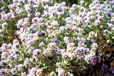 Wildflowers, Gascoyne, Western Australia