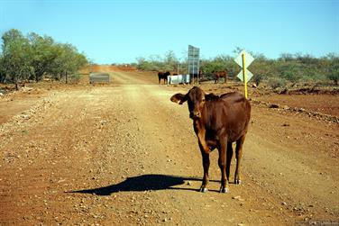 Cows on the Wanna Rd, Upper Gascoyne, Western Australia