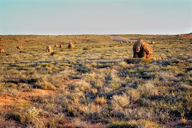 Ant mounds on the Minilya-Exmouth Road, Western Australia