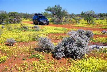 Yellow wildflowers, North West Coastal Hwy, Meadow, Western Australia