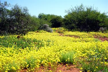 Wildflowers, N W Coastal Hwy, south of Billabong RH, Western Australia