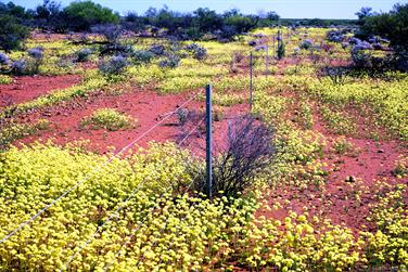 Yellow wildflowers, North West Coastal Hwy, Meadow, Western Australia