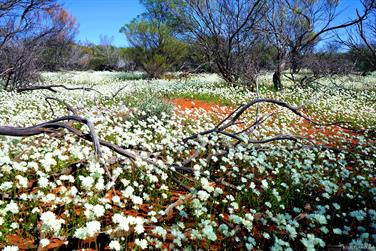 White wildflowers, North West Coastal Hwy, Meadow, Western Australia