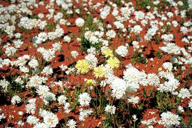 White wildflowers, North West Coastal Hwy, Meadow, Western Australia
