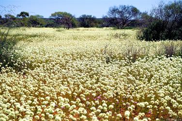 Wildflowers at Galeena Bridge, N W Coastal Hwy, Murchison, Western Australia