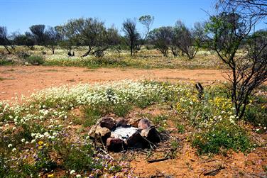 Wildflowers at Galeena Bridge, N W Coastal Hwy, Murchison, Western Australia