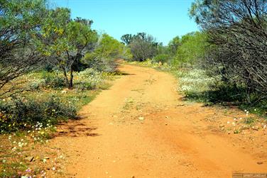 Wildflowers at Galeena Bridge, N W Coastal Hwy, Murchison, Western Australia