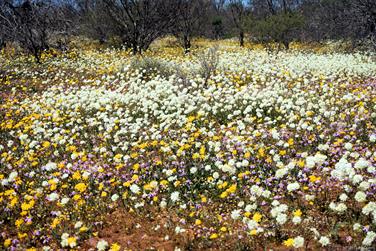 Wildflowers at Galeena Bridge, N W Coastal Hwy, Murchison, Western Australia