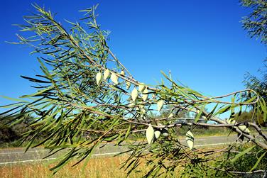 Native Sandplain Woody Pear, Murchison, Western Australia