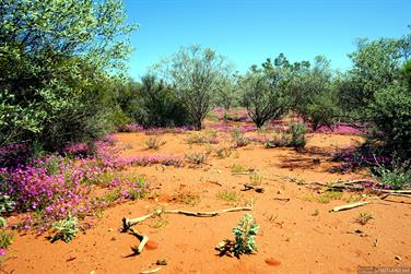 Pink wildflowers, N W Coastal Hwy, Murchison, Western Australia