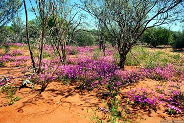 Pink wildflowers, N W Coastal Hwy, Murchison, Western Australia