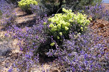 Wildflower on Great Eastern Highway, Yellowdine, Western Australia