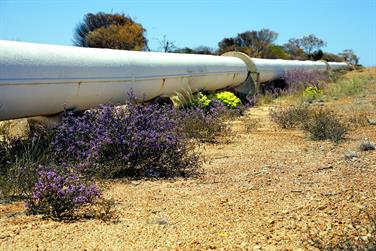 Kalgoorlie's water pipeline & wildflowers, Yellowdine, Western Australia