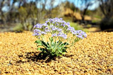 Wildflower on Great Eastern Highway, Yellowdine, Western Australia