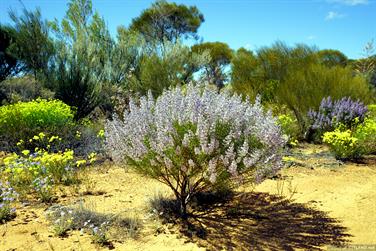 Wildflower on Great Eastern Highway, Yellowdine, Western Australia