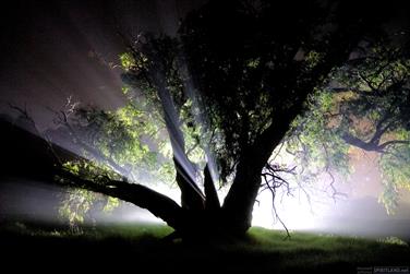 Tree in fog, Picton, Western Australia