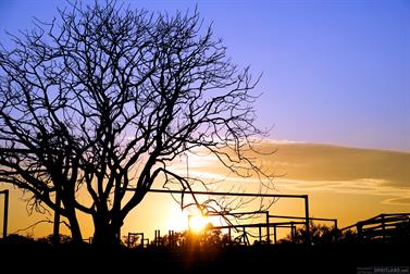 Sunrise over the cattle yards, north of Halls Creek, Western Australia