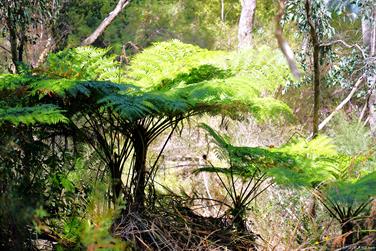 Fern, Serpintine Falls, Western Australia