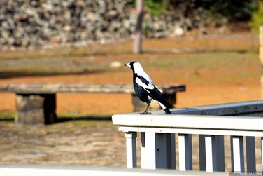 Magpie, Serpentine Dam, Western Australia