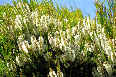 Flowers at West Beach, Esperence, Western Australia